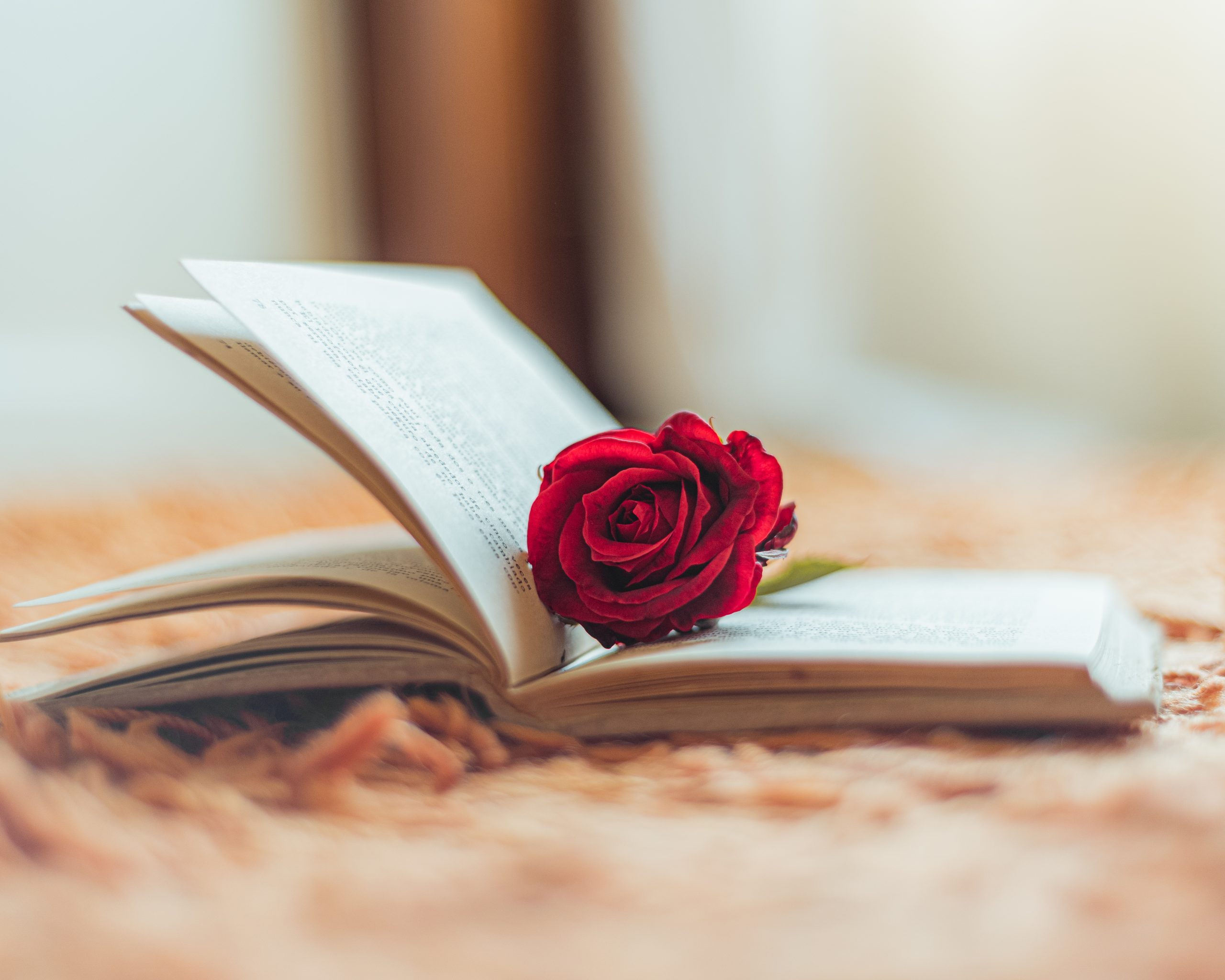 Red rose inside an open book